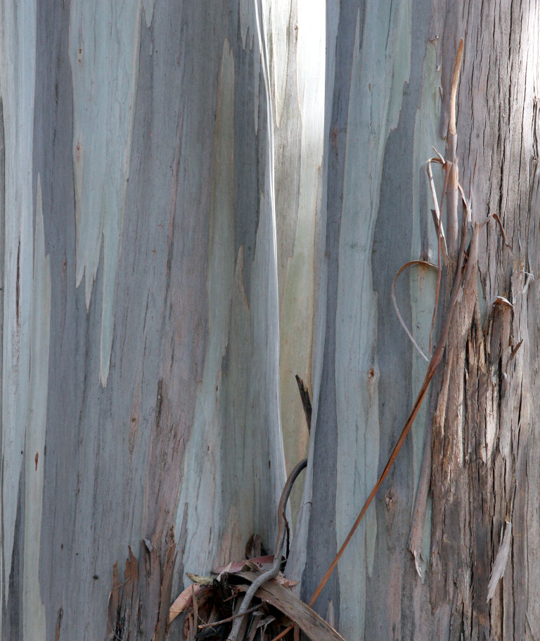 Peeling Tree Bark at Agriturismo Bannata, Piazza Armerina, Enna, Sicily